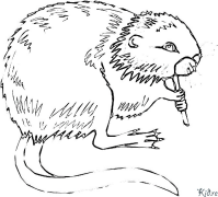 coypu ပုံနှိပ်နိုင်သော ရောင်စုံစာမျက်နှာများ